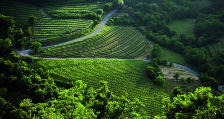 Med Vipavsko in Krasom 1